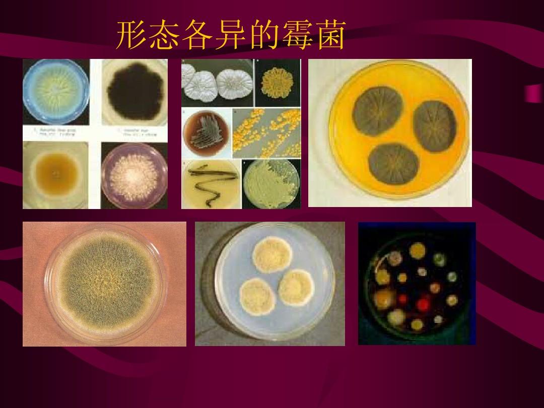 飼料中霉菌毒素如何脫毒？